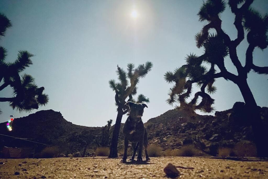 Villa The Way Out Ranch. Escape To Solitude On 2.5 Acres à Joshua Tree Extérieur photo